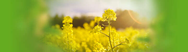 gruenduenger kategorieeinstiegsbanner